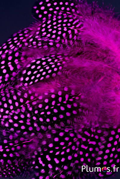 Pintade de Numidie - 7-13 cm - fuchsia